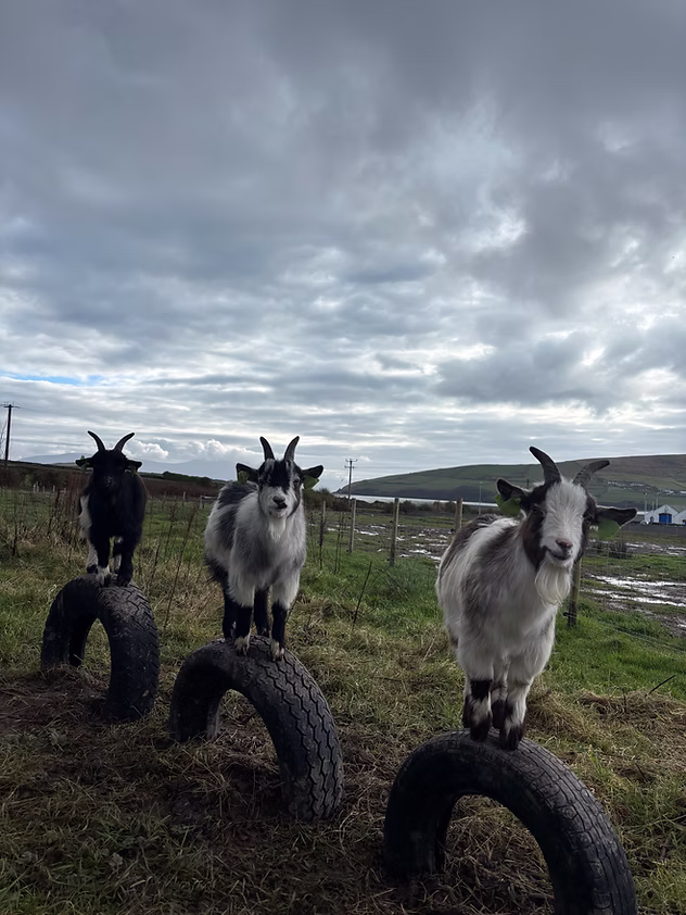 Pygmy Goats
