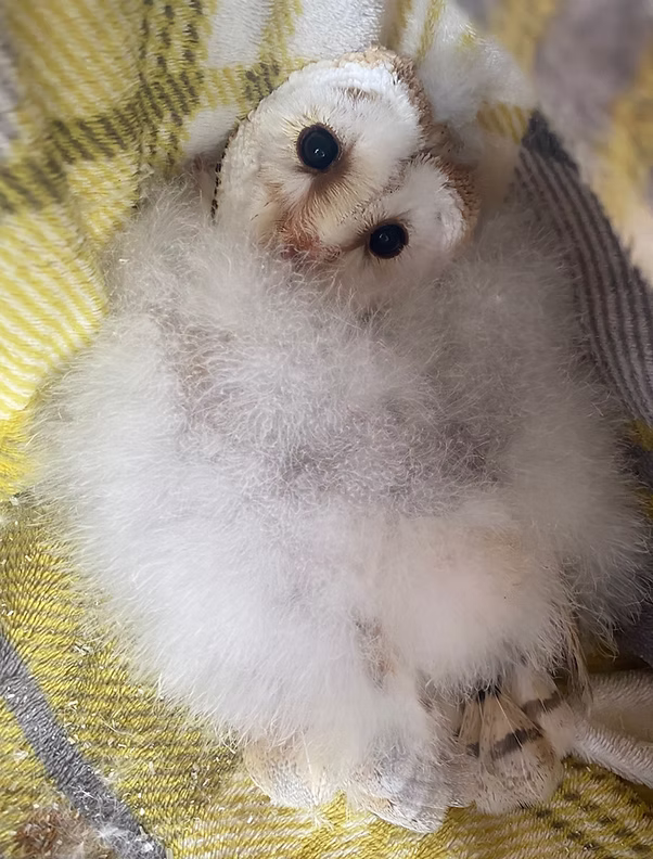 Private animal experience - baby owl